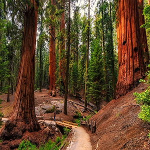 redwood_trail