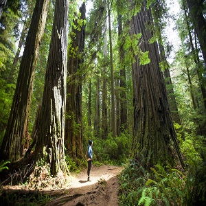 redwoodn_park